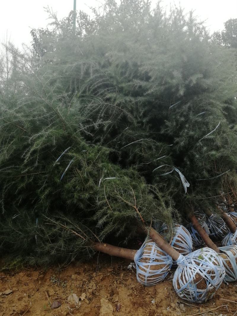 雪松白菜价啦！树型优美冠大枝密，周至本地生适应南北方地区