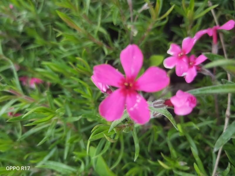 丛生福禄考芝樱多年生常绿耐寒宿根草本植物