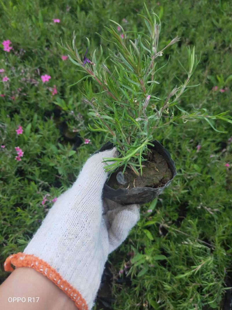 丛生福禄考芝樱多年生常绿耐寒宿根草本植物