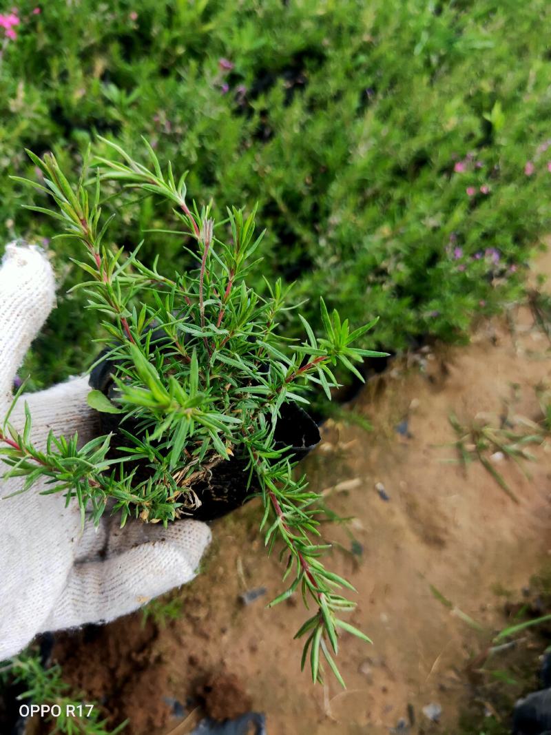 丛生福禄考芝樱多年生常绿耐寒宿根草本植物