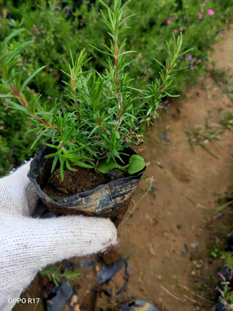 丛生福禄考芝樱多年生常绿耐寒宿根草本植物