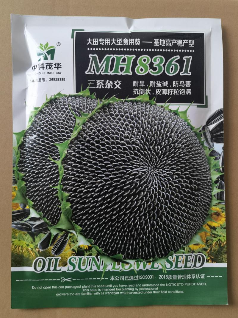 MH8361向日葵种子，大型食葵，皮薄籽大，耐旱，品质好