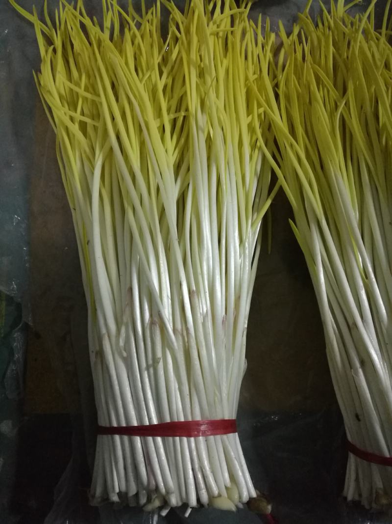山东精品蒜黄，产地直销。量大从优。欢迎各位老板洽谈合作。