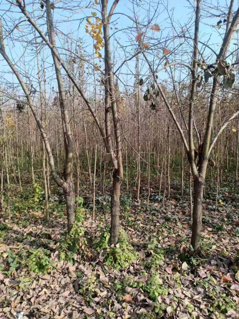安徽省宿州市砀山县6-8公分柿树，分枝点100