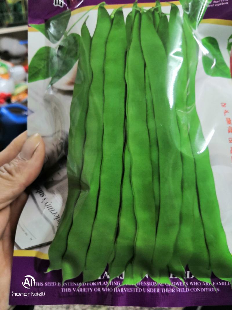 西杂二号四季豆产量高，品质佳，商品性好基地专用品种
