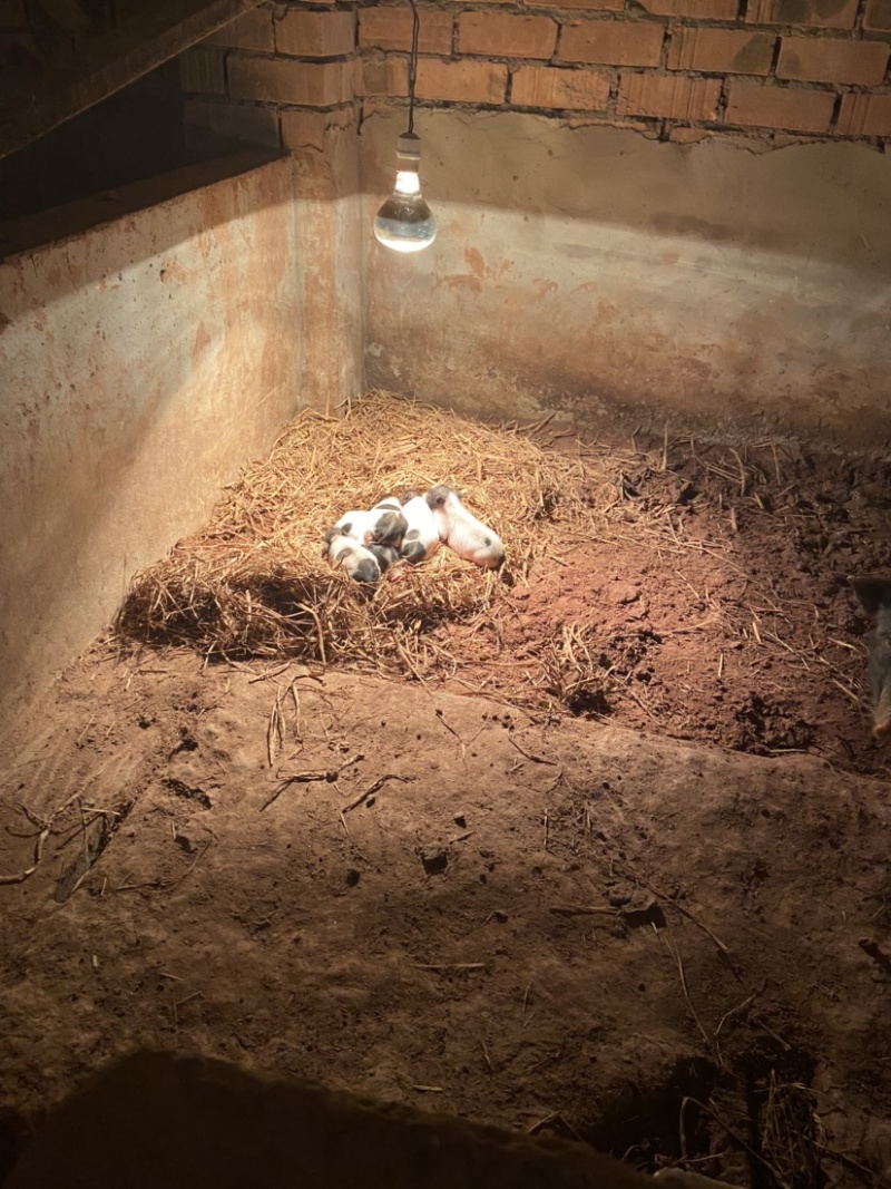 长期出售：巴马香猪、藏香猪