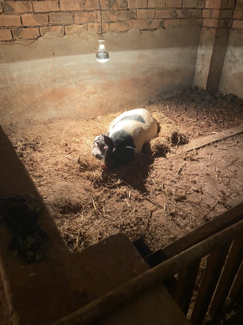 长期出售：巴马香猪、藏香猪