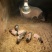长期出售：巴马香猪、藏香猪