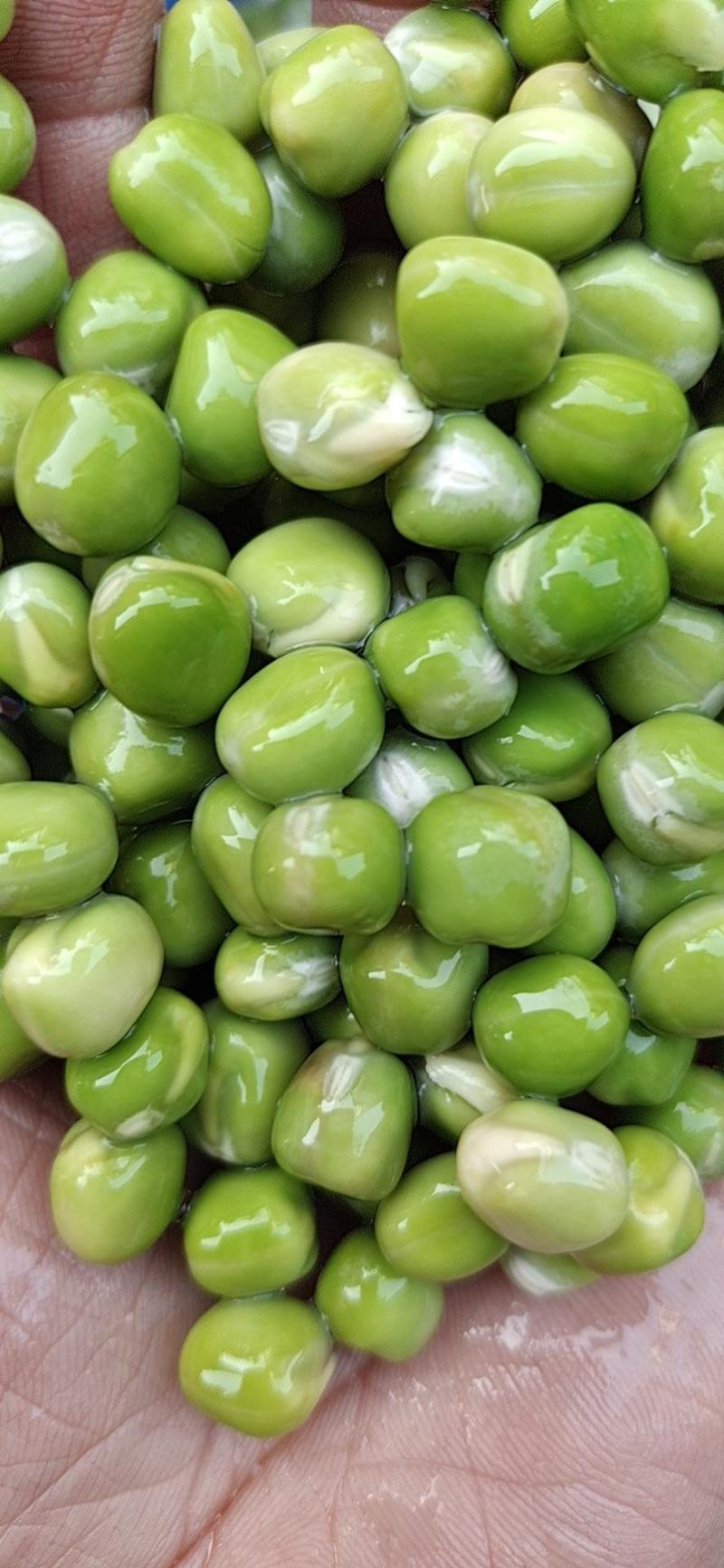 圆青豌豆营养丰富炖汤炒肉油炸一件100斤一件起批常年批发