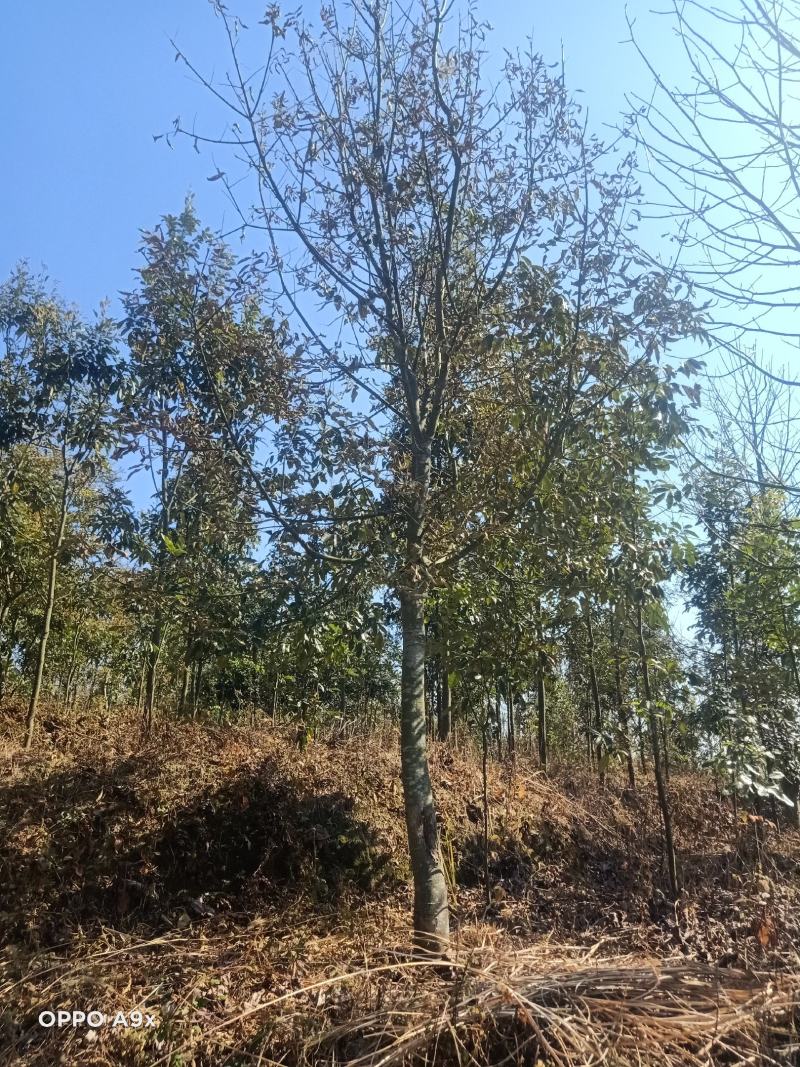 马褂木鹅掌楸马褂木小苗马褂木5公分马褂木15公分