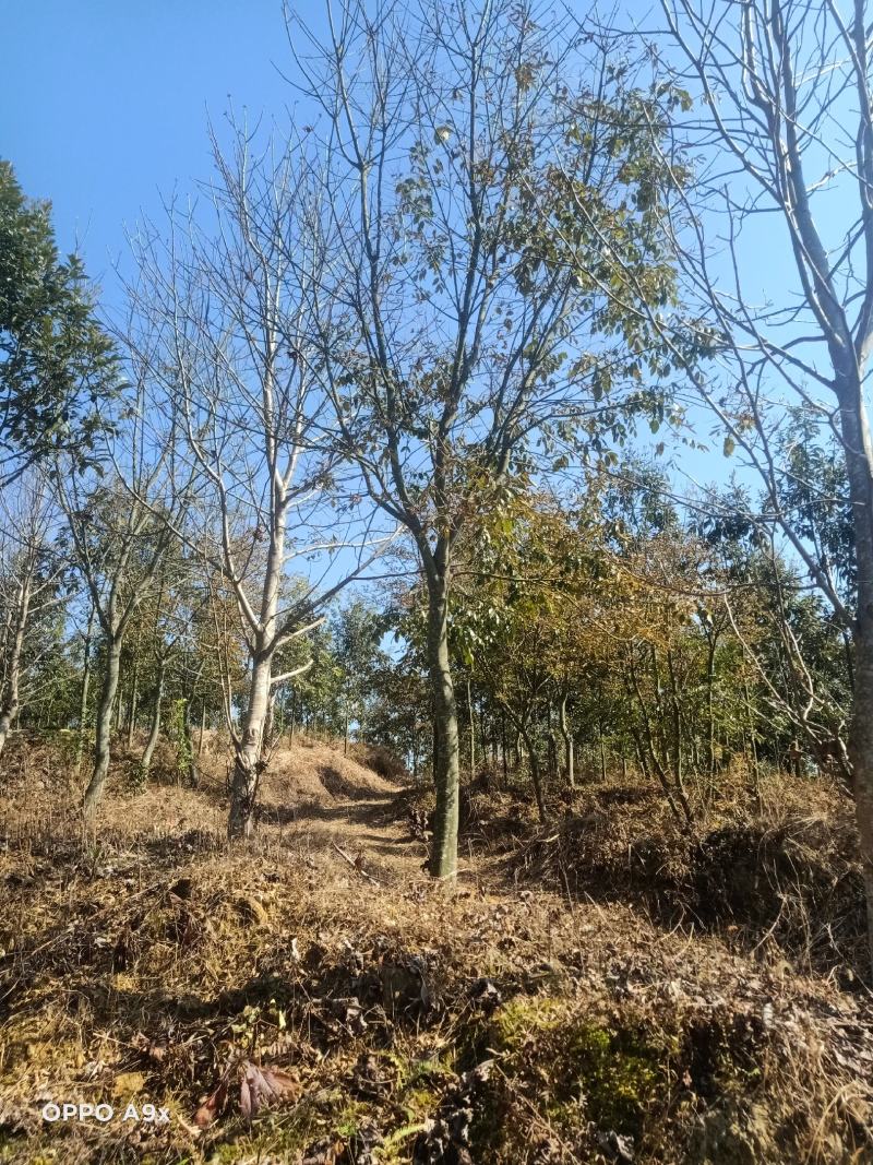 马褂木鹅掌楸马褂木小苗马褂木5公分马褂木15公分