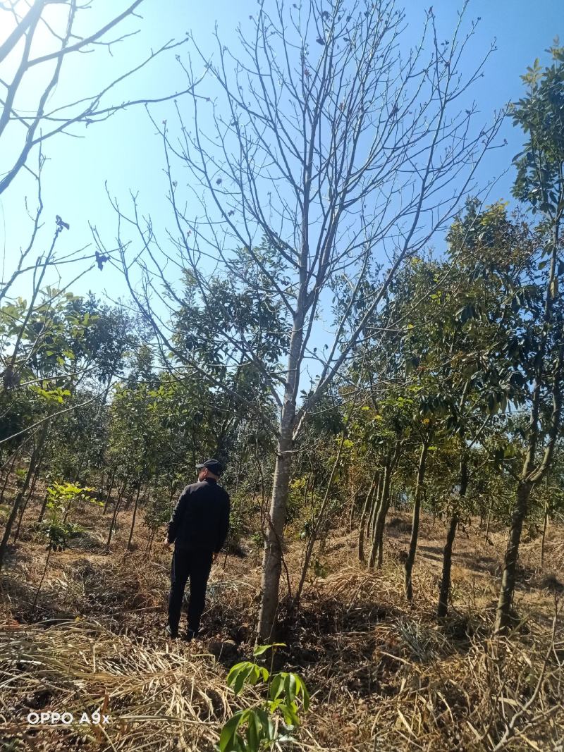 马褂木鹅掌楸马褂木小苗马褂木5公分马褂木15公分