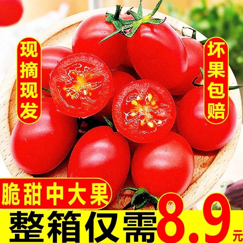 山东千禧圣女果一件代发大量现货产地直供质量保证可