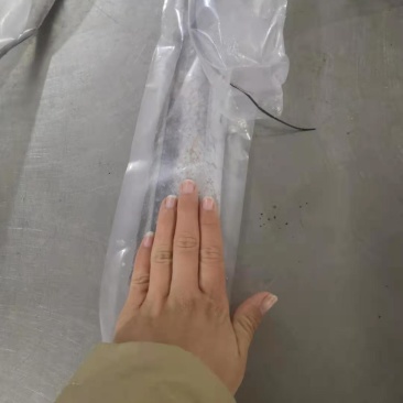 精品油带鱼条冻带鱼优质带鱼