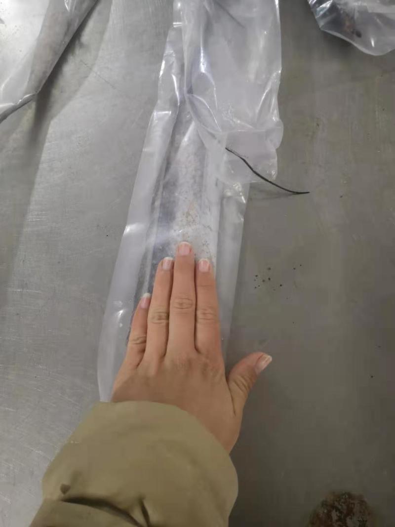 精品油带鱼条冻带鱼优质带鱼