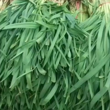 红根蒜苗，货源充足，常年供货