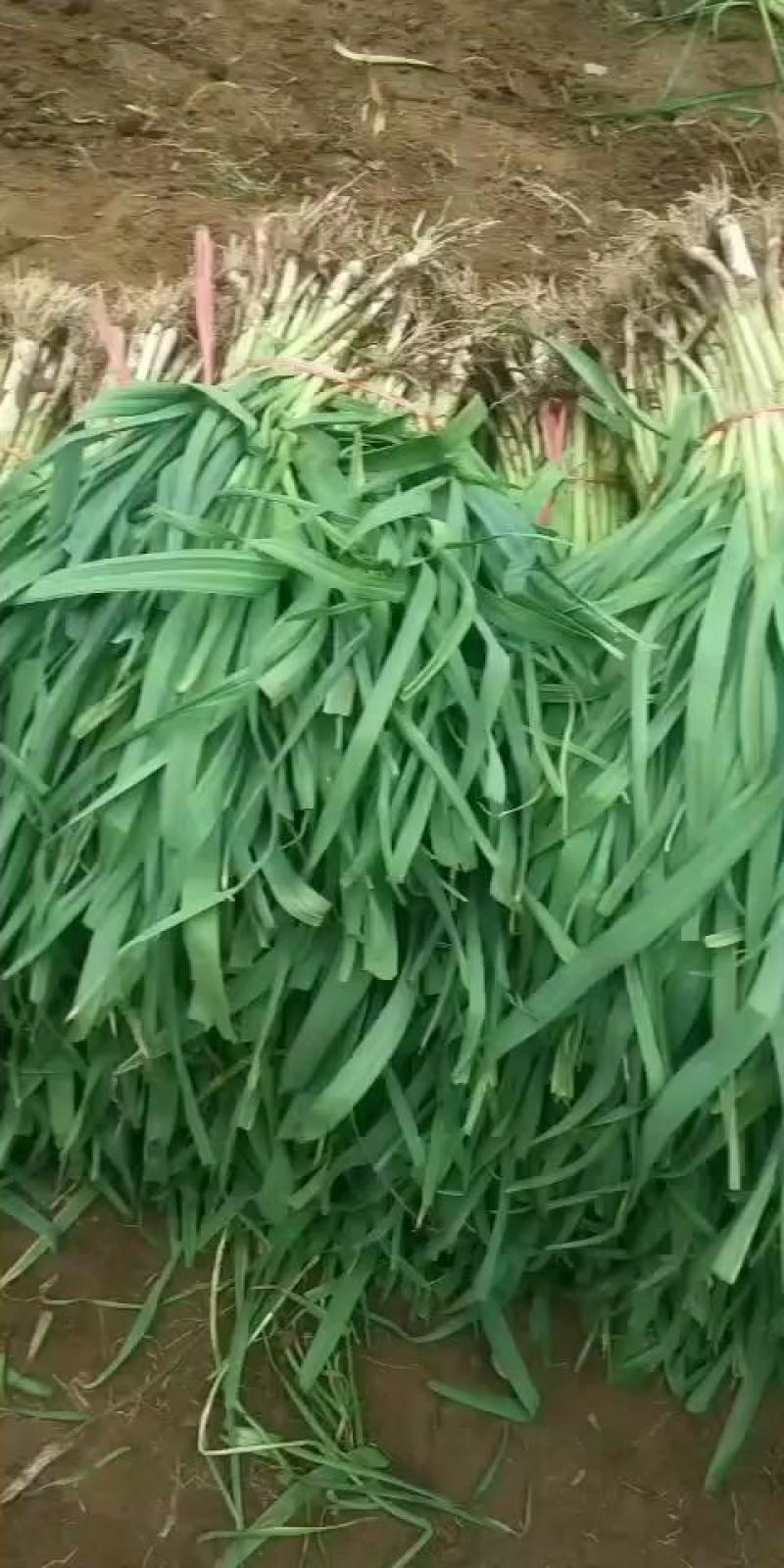 红根蒜苗，货源充足，常年供货