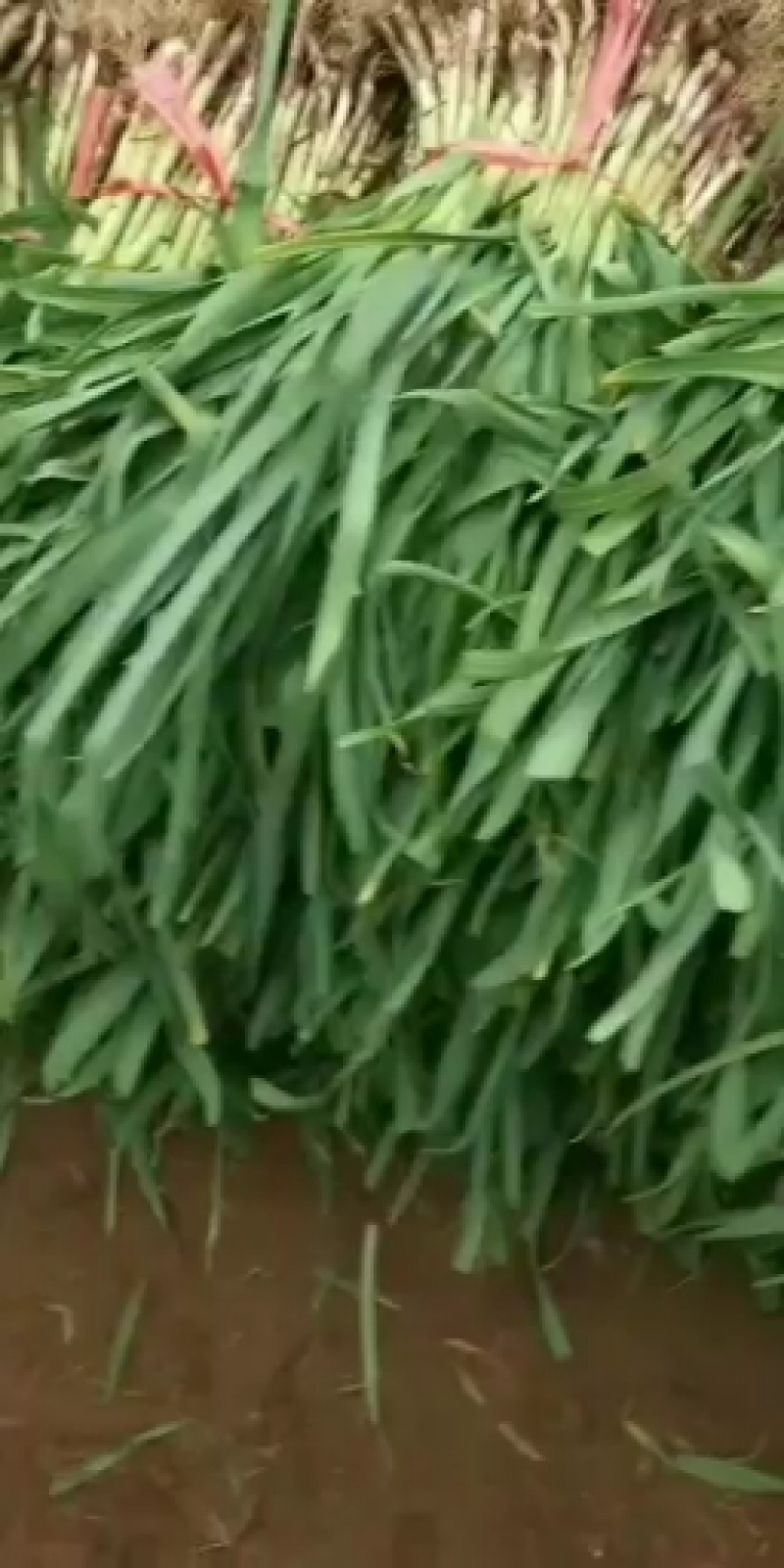 红根蒜苗，货源充足，常年供货