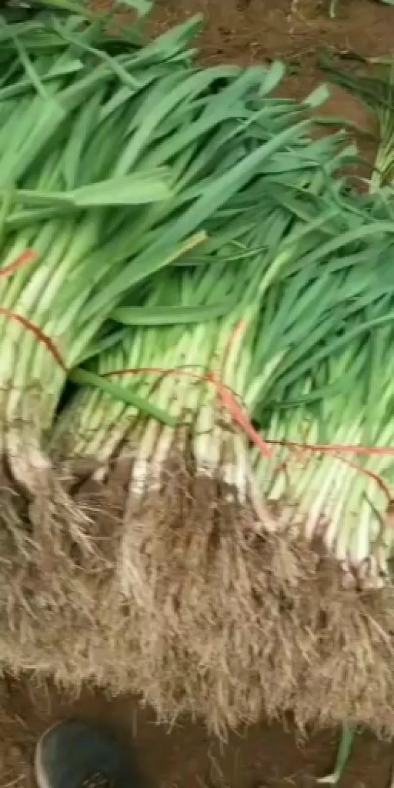 红根蒜苗，货源充足，常年供货