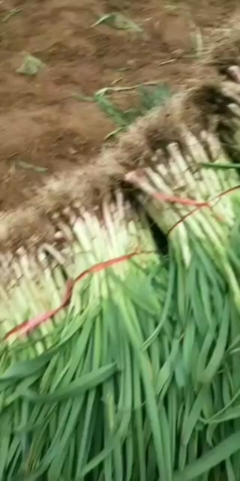 红根蒜苗，货源充足，常年供货