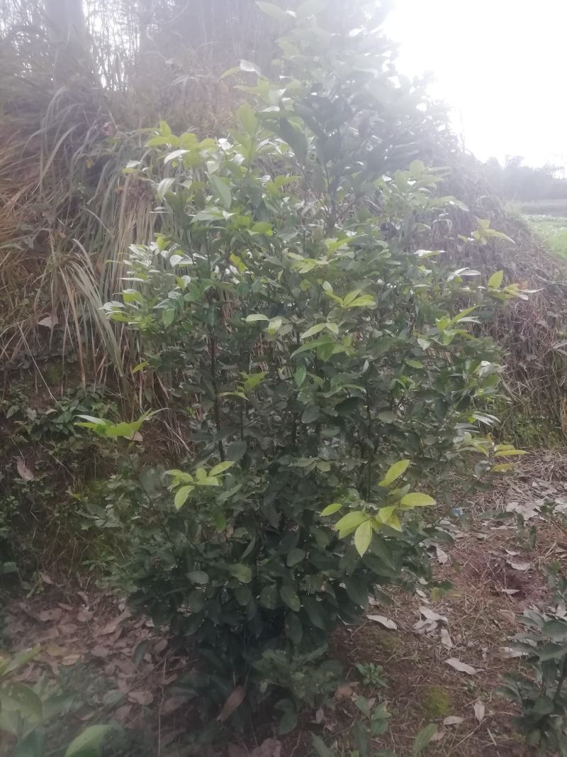 天竺桂地笼子基地直销