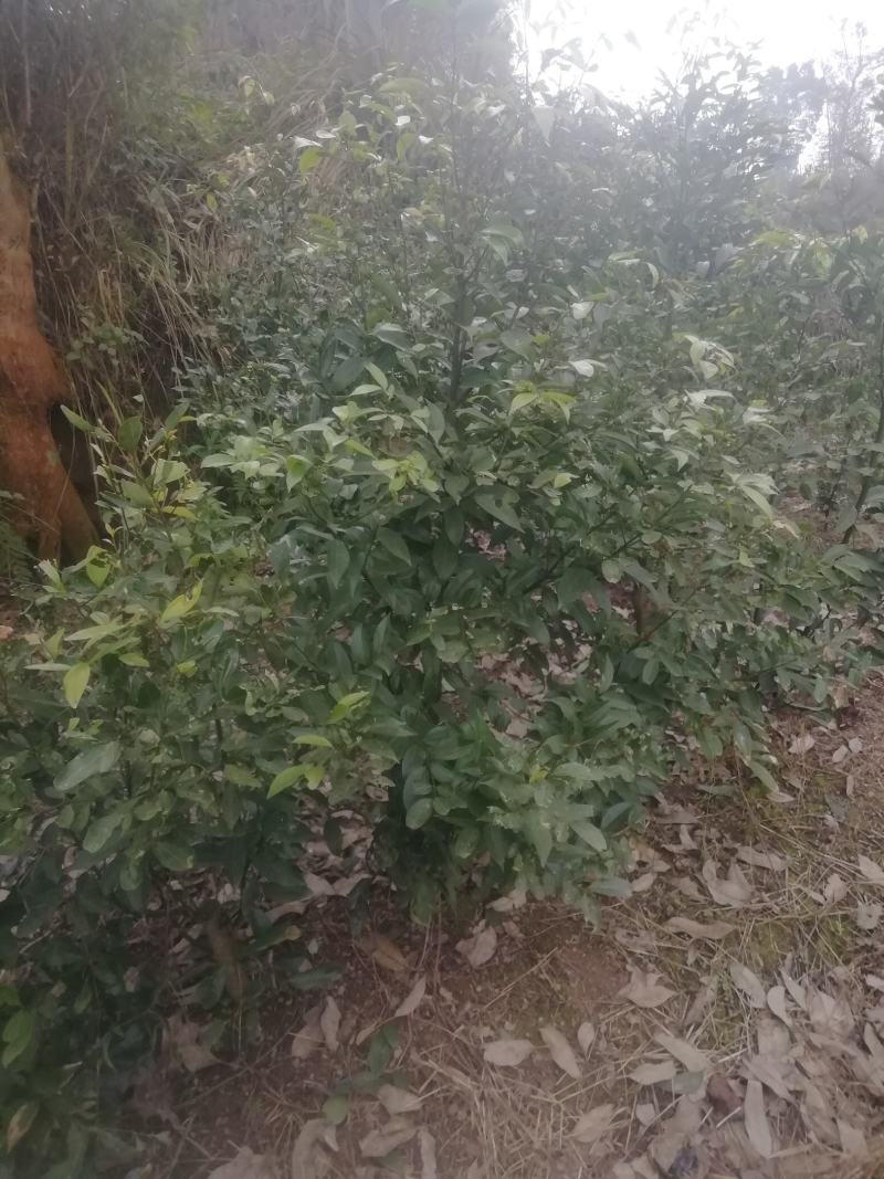 天竺桂地笼子基地直销