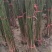 梅花树苗红梅，腊梅，绿梅，美人梅榆叶梅苗庭院绿化苗