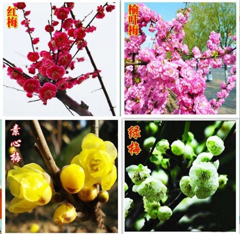 梅花树苗红梅，腊梅，绿梅，美人梅榆叶梅苗庭院绿化苗