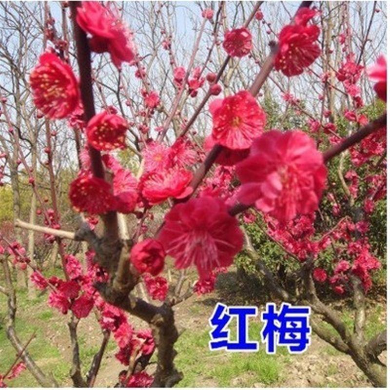 梅花树苗红梅，腊梅，绿梅，美人梅榆叶梅苗庭院绿化苗
