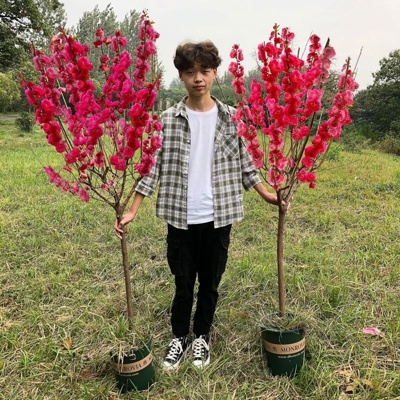 梅花树苗红梅，腊梅，绿梅，美人梅榆叶梅苗庭院绿化苗