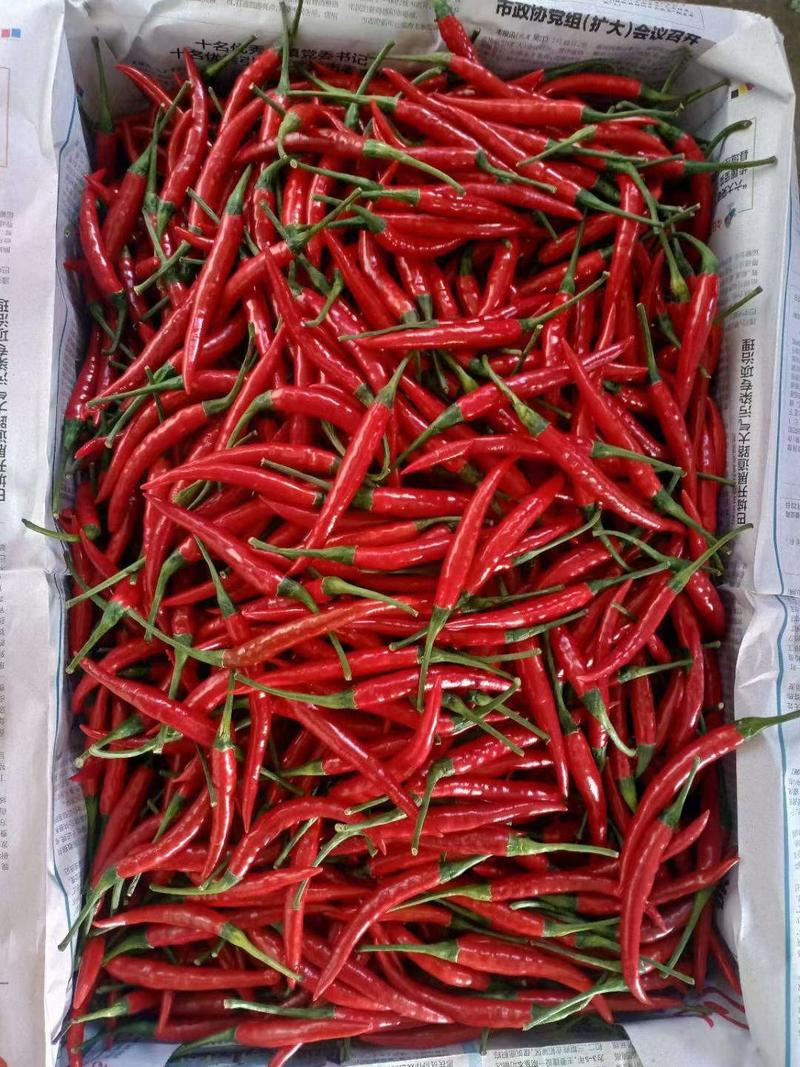 米椒5~10厘米红品质好价格优欢迎各位老板采购。