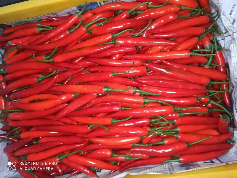 米椒5~10厘米红品质好价格优欢迎各位老板采购。