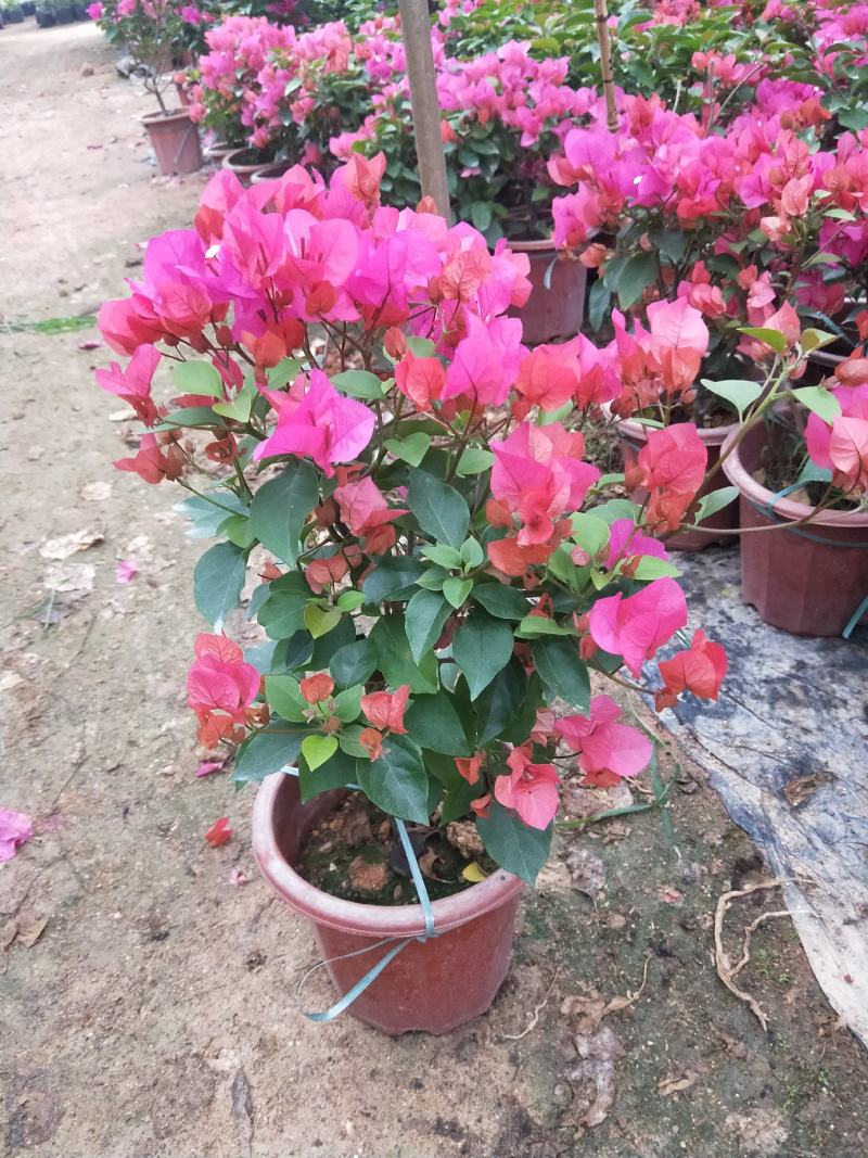同安红三角梅小红盆四季开花，基地直销长期供应