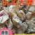 东北天麻质优价廉[大量批发一手货源]欢迎选购