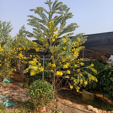 福建省漳州市供应绿庭院设计，银合欢，产地直销价大小规格