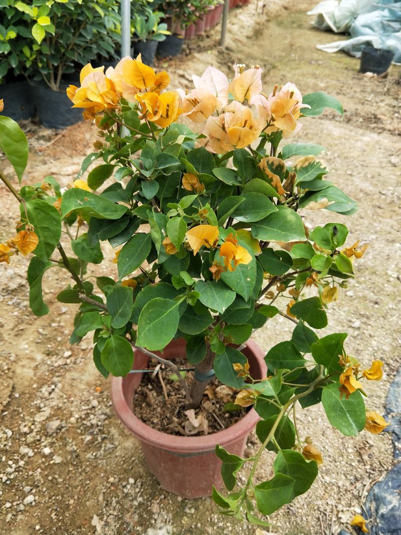 黄花（加州黄）三角梅小红盆基地直营长期供应