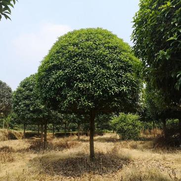 桂花树5-25各种款式，各种品种，欢迎来电咨询，实地考察