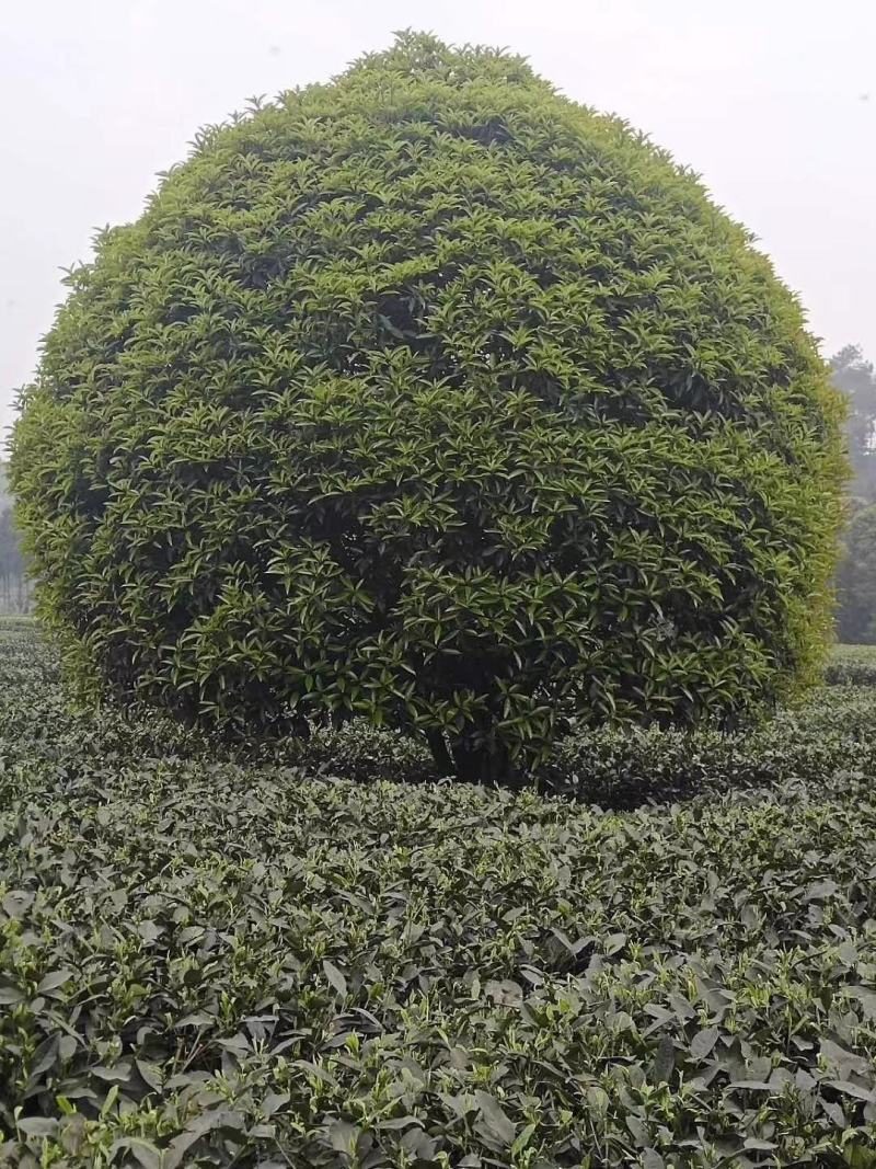 桂花树5-25各种款式，各种品种，欢迎来电咨询，实地考察