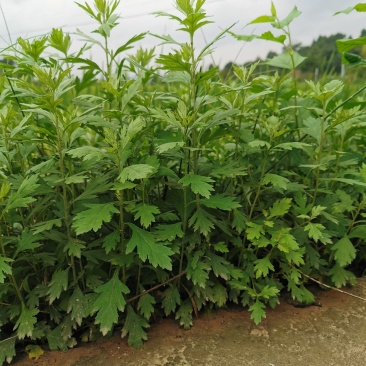 艾草，，野生艾叶，产地直销，诚信经营，一件代发