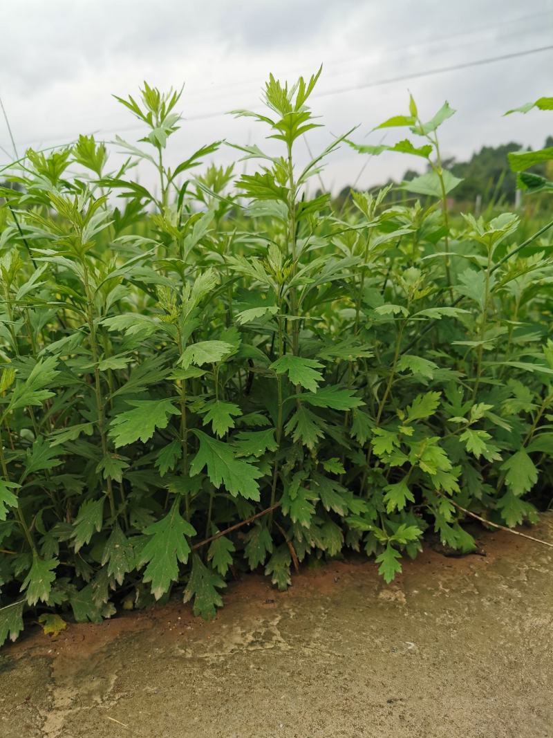 艾草，，野生艾叶，产地直销，诚信经营，一件代发