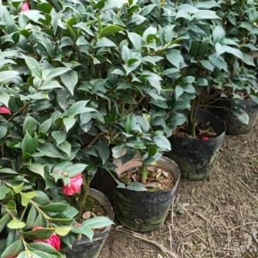 茶花大量现货质量保证价钱合适顾客至上