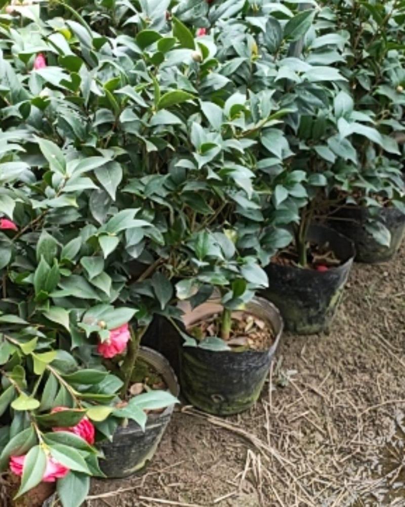 茶花大量现货质量保证价钱合适顾客至上