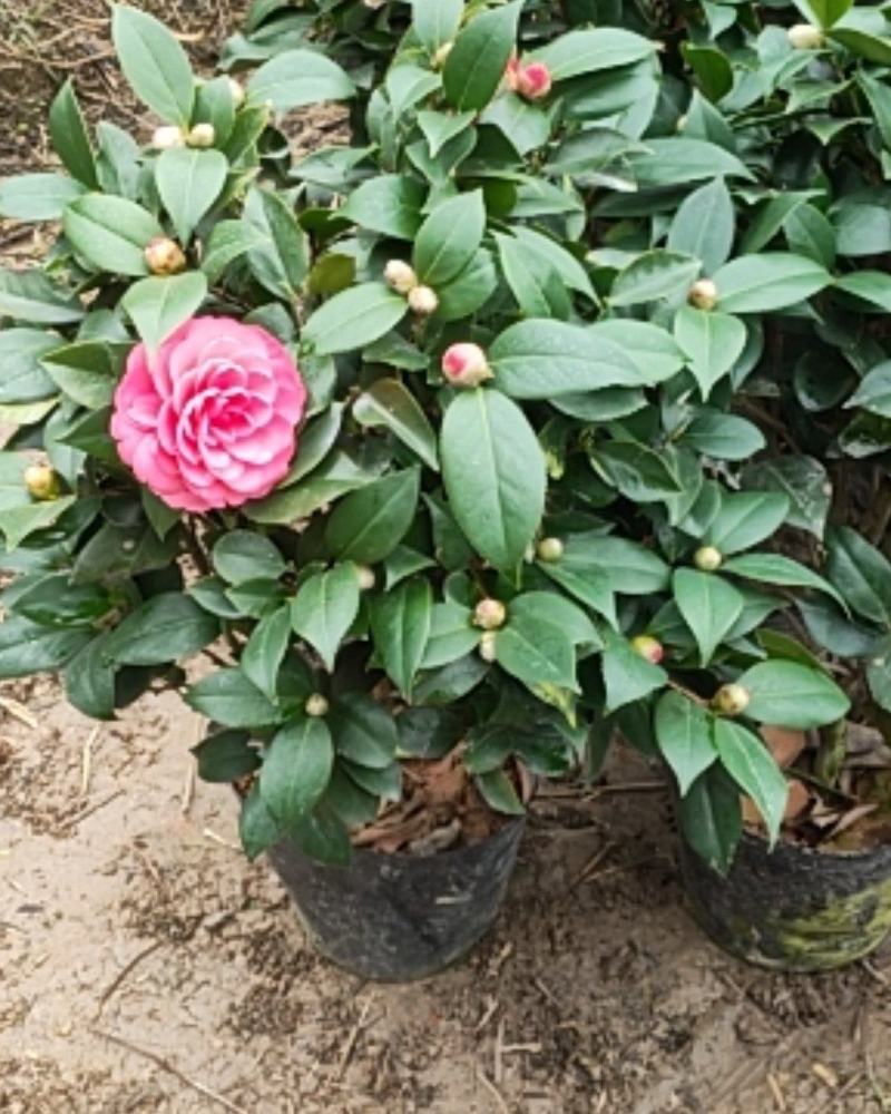 茶花大量现货质量保证价钱合适顾客至上