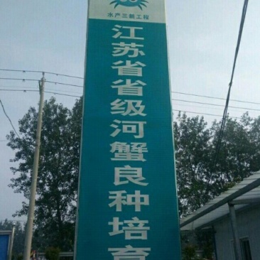 正规基地直供优质螃蟹苗