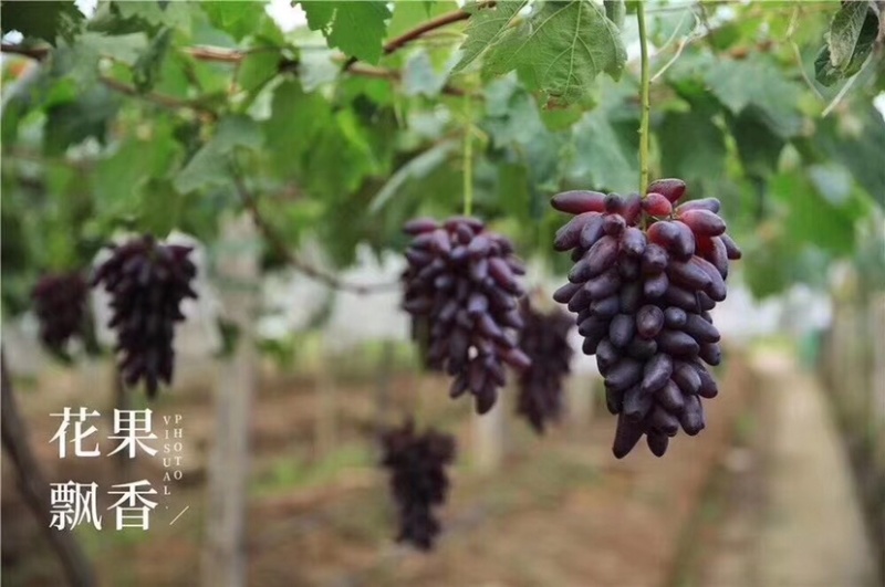 紫甜无核A17葡萄苗各种葡萄苗山东基地批发