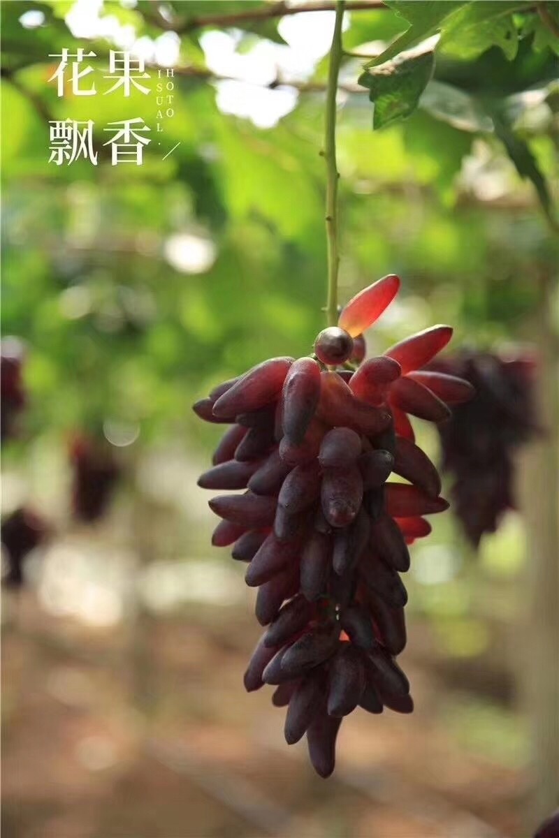 紫甜无核A17葡萄苗各种葡萄苗山东基地批发