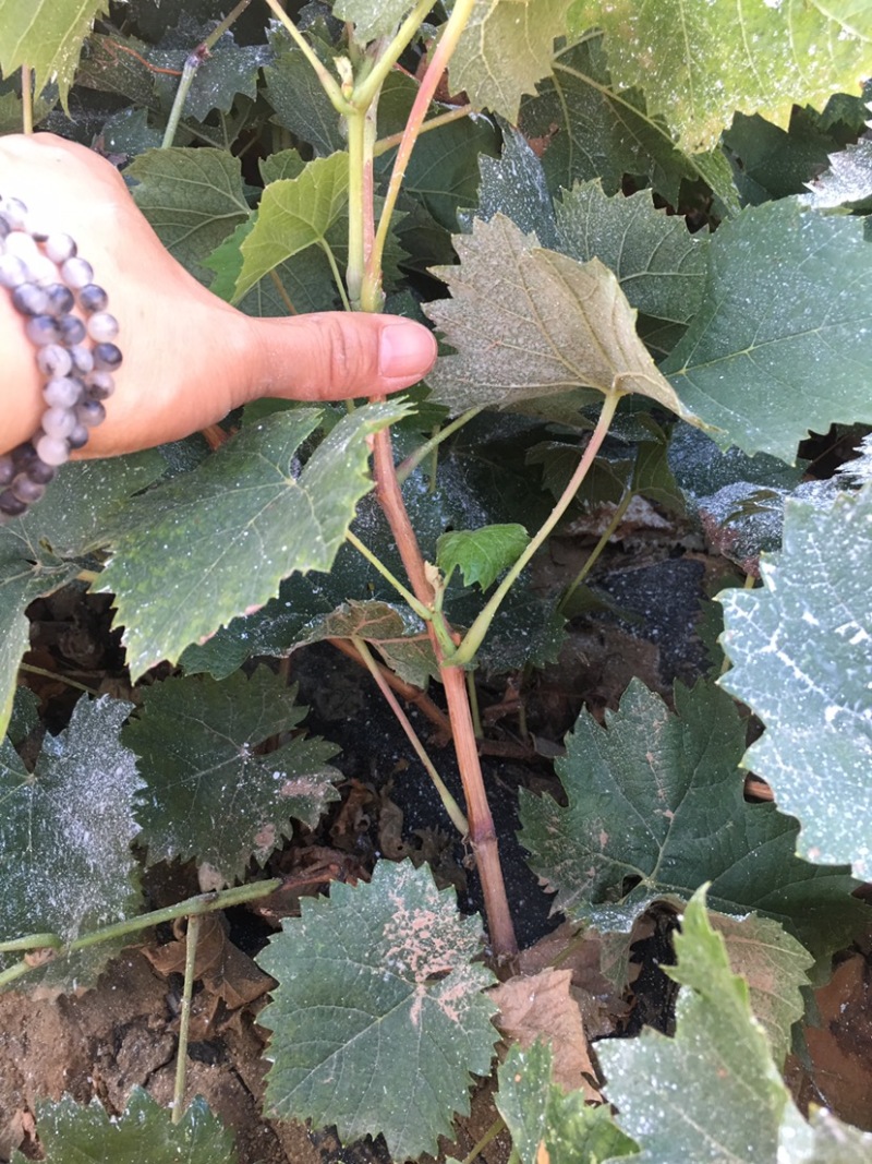 紫甜无核A17葡萄苗各种葡萄苗山东基地批发