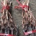 紫甜无核A17葡萄苗各种葡萄苗山东基地批发