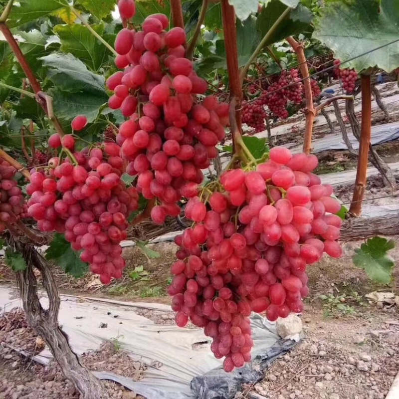 紫甜无核A17葡萄苗各种葡萄苗山东基地批发
