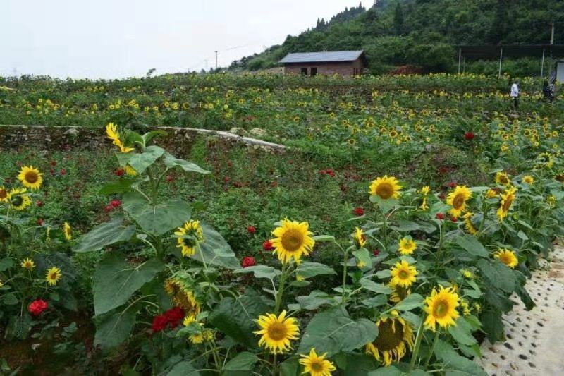 重庆北碚农庄！风景，位置好